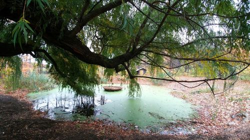 Tree by lake in forest