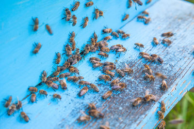 High angle view of bee on blue table