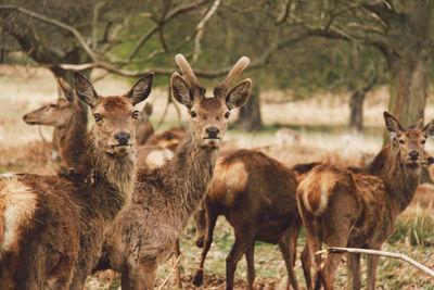 Alert deer on field against trees