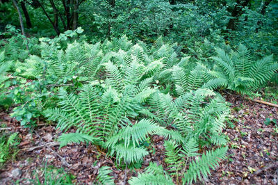 High angle view of fern leaves