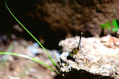 Close-up of insect on plant