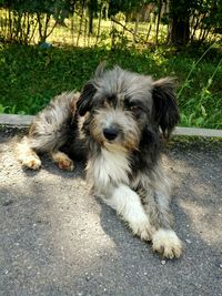 Close-up of dog lying on ground