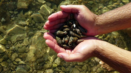 Close-up of hand holding leaf