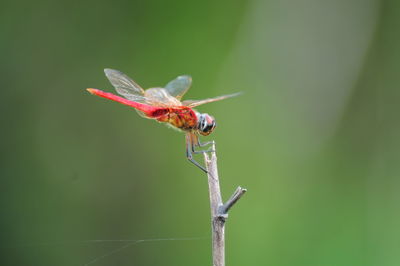 Close-up of insect on leaf