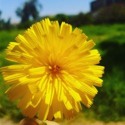 Close-up of yellow flower blooming outdoors