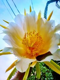 Close-up of white flower