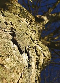 Low angle view of tree trunk