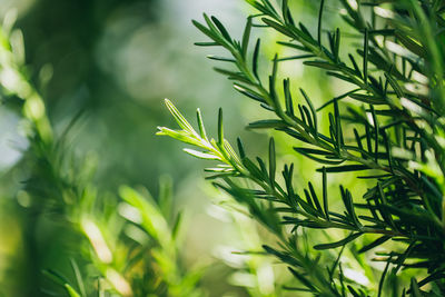 Close-up of plant growing on field