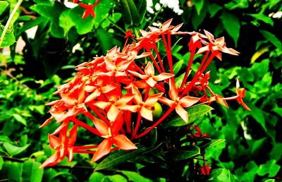 Close-up of red flowering plant