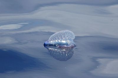 View of jellyfish swimming in sea