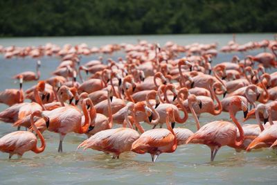 Flock of birds in lake