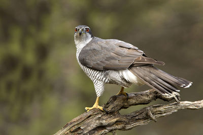 Close-up of bird perching on branch