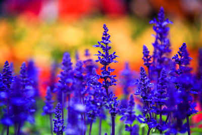 Close-up of purple flowering plant