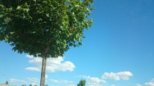 Low angle view of trees against blue sky