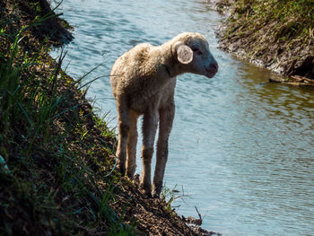 View of dog in lake