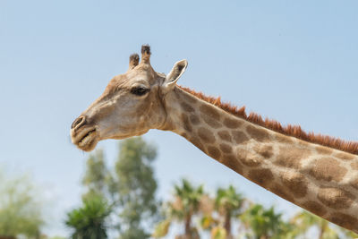 Low angle view of giraffe against clear sky