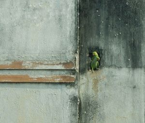 Parrots on wall