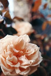 Close-up of white rose