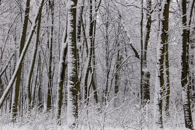 Pine trees in forest during winter