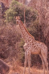 Side view of giraffe in forest