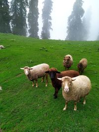 Sheep in a field