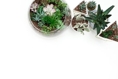 High angle view of potted plant against white background