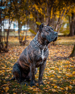 Close-up of dog on field during autumn