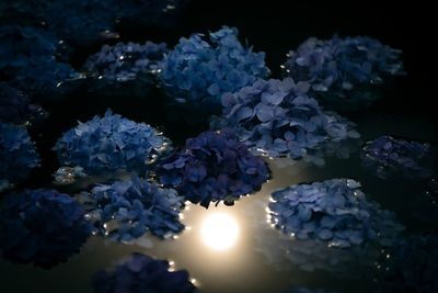 High angle view of purple hydrangea flowers