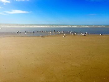 Flock of birds on beach against blue sky