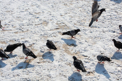 Low angle view of birds on snow covered field