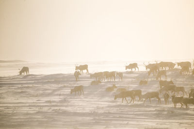 A beautiful evening landscape of a reindeer herd resting in the norwegian hills..