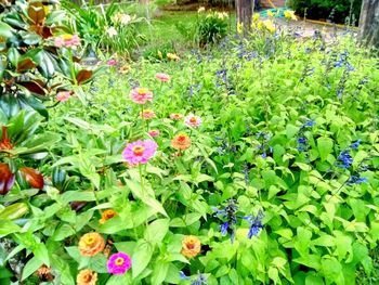 High angle view of purple flowering plants