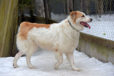 Dog standing in snow