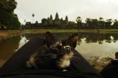 Cat sitting by lake against sky