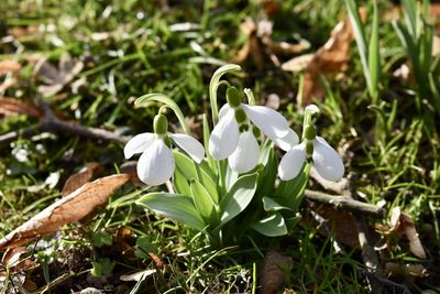 Close-up of white flowers blooming outdoors