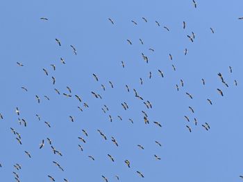 Low angle view of birds flying in sky