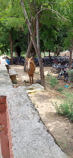 Horse standing on footpath