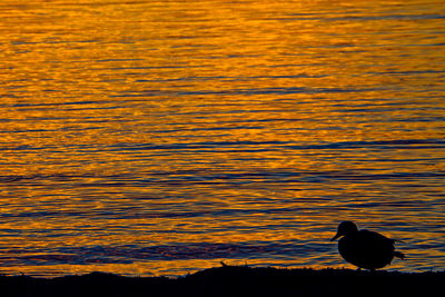 Silhouette bird perching on lake