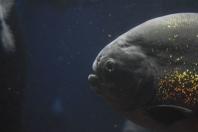 Close-up of fish underwater