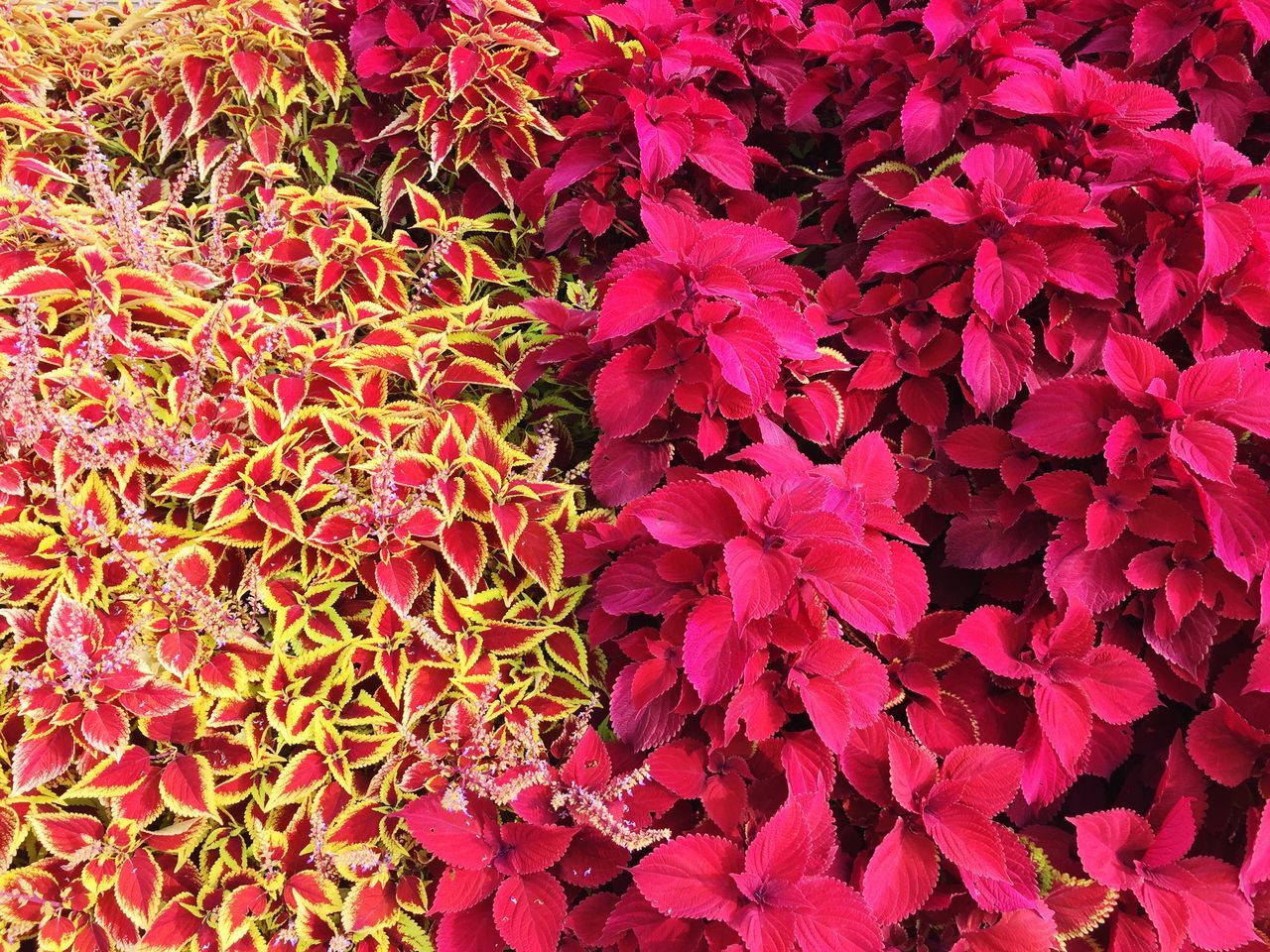 FULL FRAME SHOT OF FLOWERING PLANT