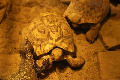 tortoise