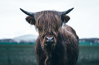 Close-up of cow