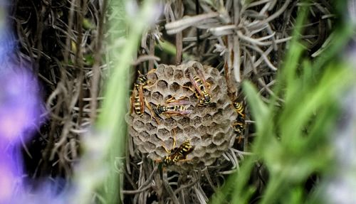 Wasps on nest seen through plants