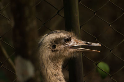 Close-up of bird