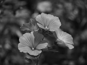 Close-up of hibiscus flower