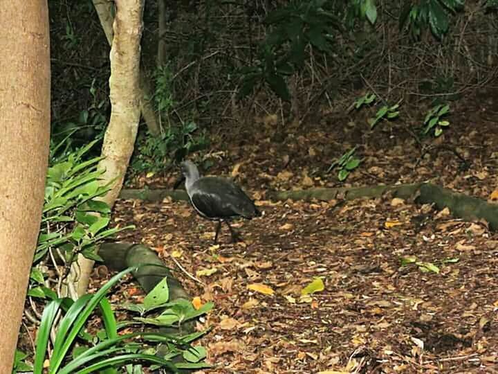 BIRD IN PARK