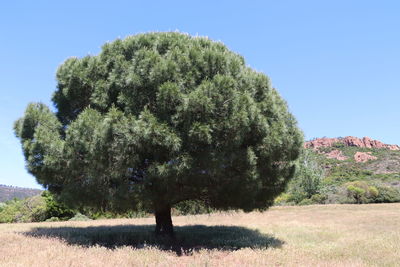 Trees on field against clear sky