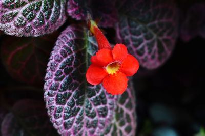 Close-up of red flowering plant