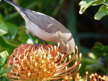 Close-up of bird on flower