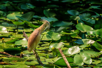 Close-up of green leaves on a lake and bird